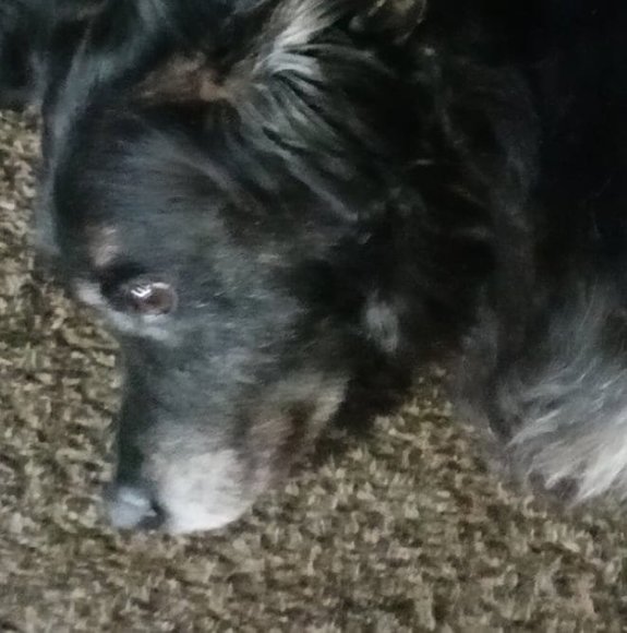 Meet your Posher, Chris - Picture 1 of 1